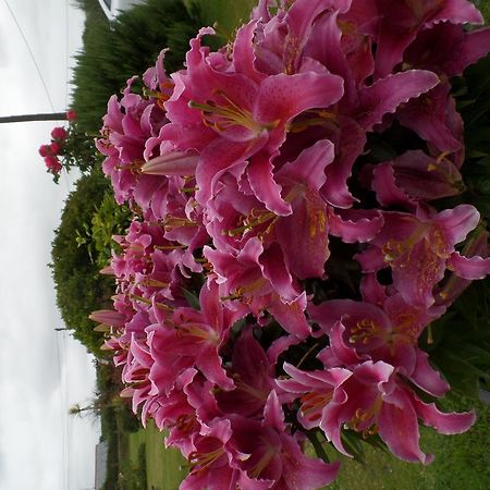 Bossiney House Hotel Tintagel Exterior foto