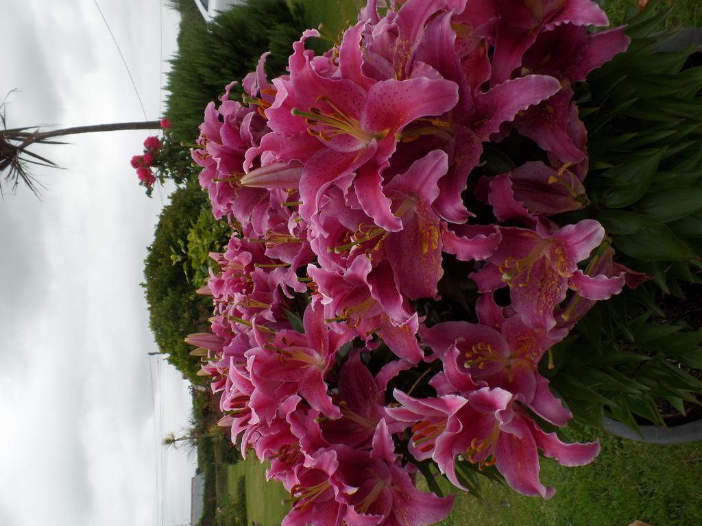 Bossiney House Hotel Tintagel Exterior foto